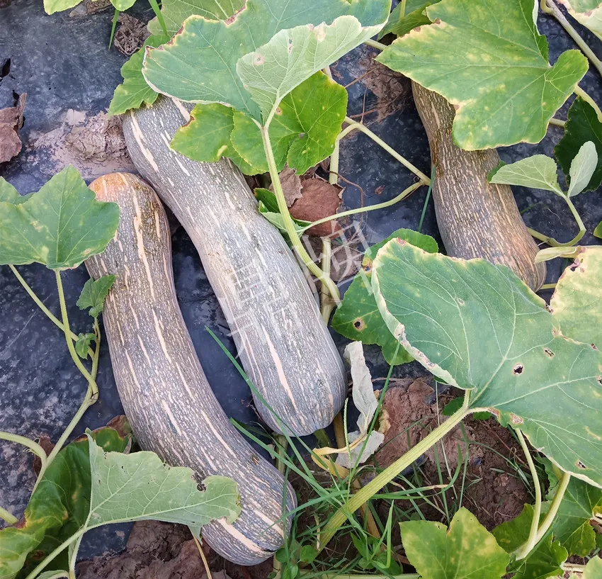 岳陽王大年打工多年，選擇回家種南瓜，今年還增加了50畝地