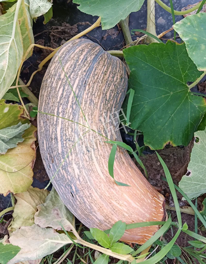 岳陽王大年打工多年，選擇回家種南瓜，今年還增加了50畝地