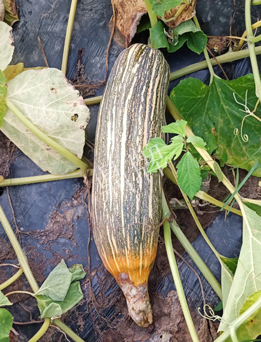 岳陽王大年打工多年，選擇回家種南瓜，今年還增加了50畝地