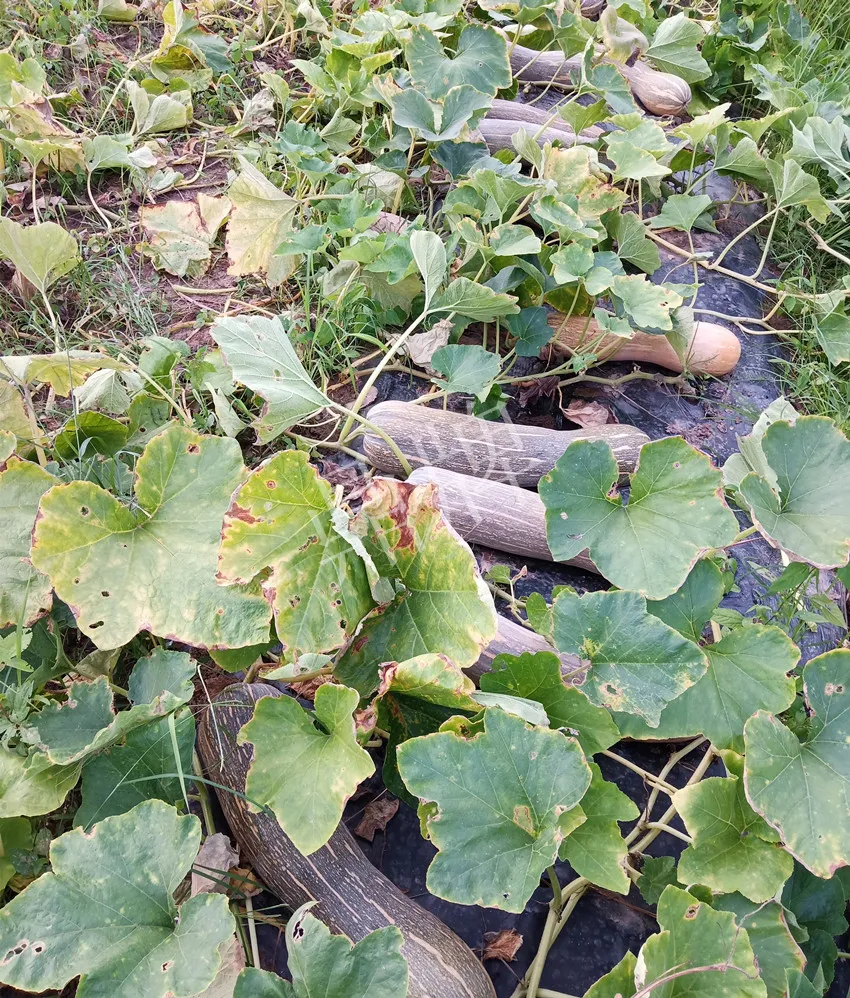 岳陽王大年打工多年，選擇回家種南瓜，今年還增加了50畝地