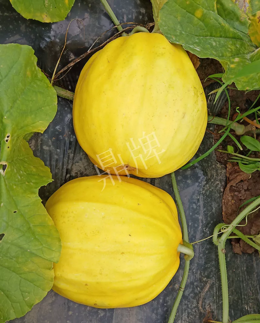 婁底瓜農(nóng)純賺50萬，我這個(gè)“張大膽”榮光了一把