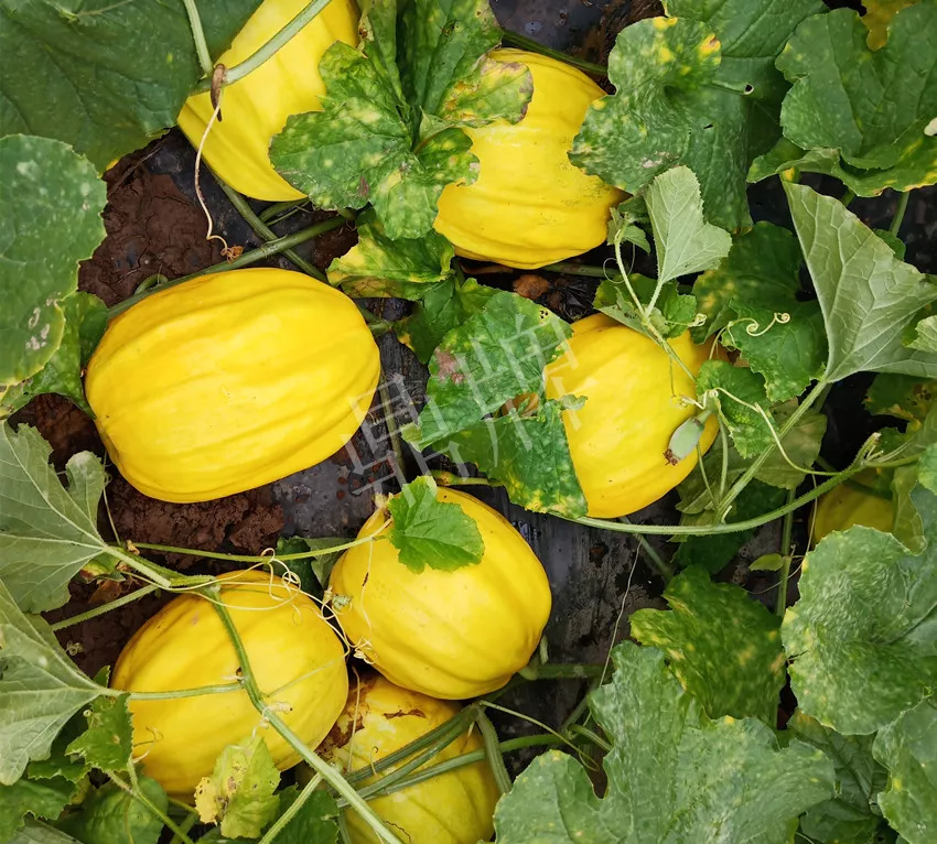 婁底瓜農(nóng)純賺50萬，我這個(gè)“張大膽”榮光了一把