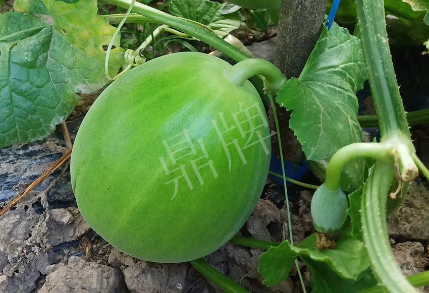 婁底瓜農(nóng)純賺50萬，我這個(gè)“張大膽”榮光了一把