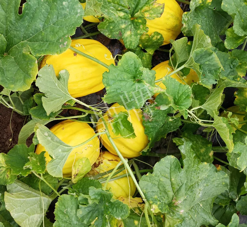 婁底瓜農(nóng)純賺50萬，我這個(gè)“張大膽”榮光了一把