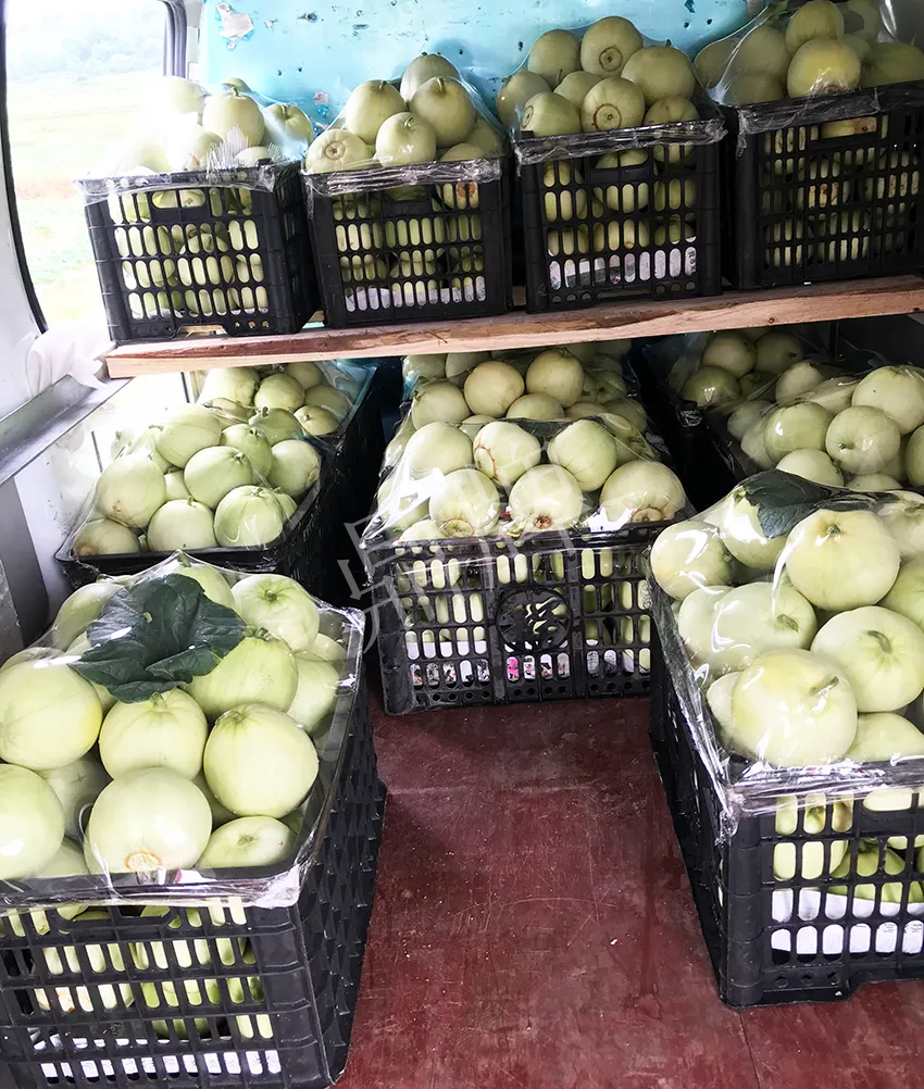 郴州農(nóng)戶種植新品種，果實(shí)又香又甜，很好賣