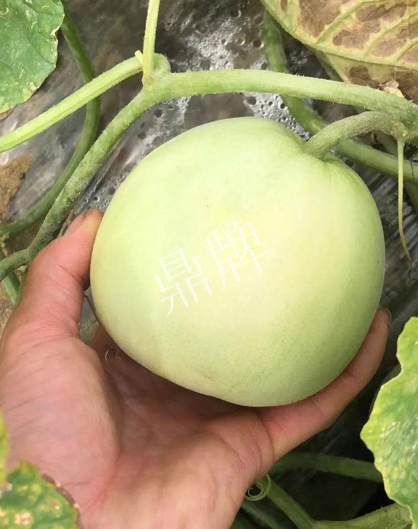 郴州農(nóng)戶種植新品種，果實(shí)又香又甜，很好賣