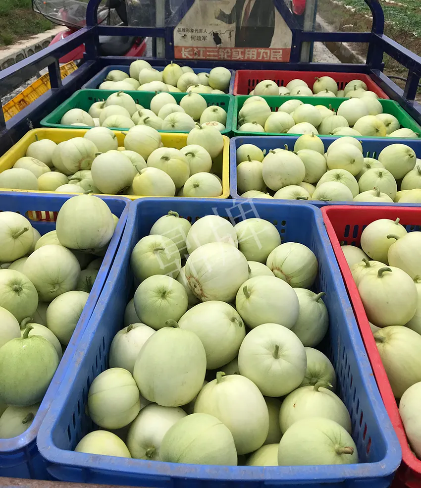 郴州農(nóng)戶種植新品種，果實(shí)又香又甜，很好賣