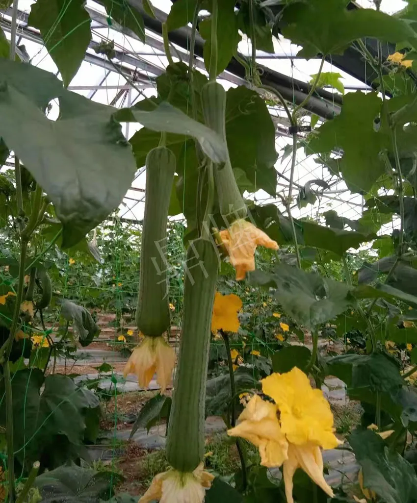 鎮(zhèn)江的何青萍，在法國種植“優(yōu)比1號”每公斤24元