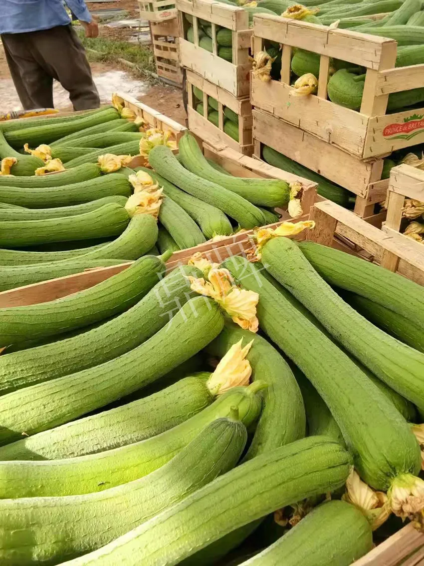 鎮(zhèn)江的何青萍，在法國種植“優(yōu)比1號”每公斤24元