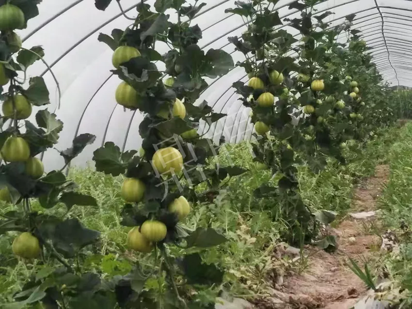 一株坐果15個(gè)，6元1斤，好賣得很