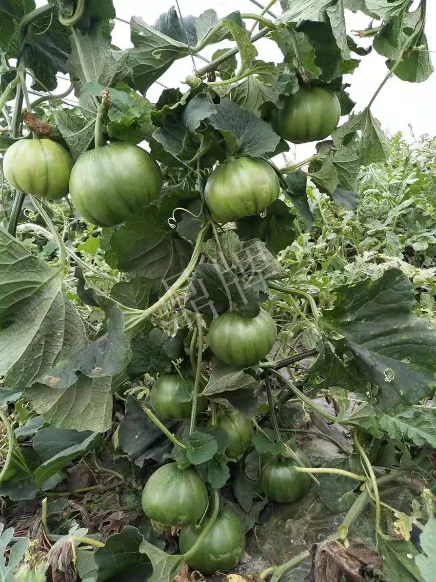 一株坐果15個(gè)，6元1斤，好賣得很