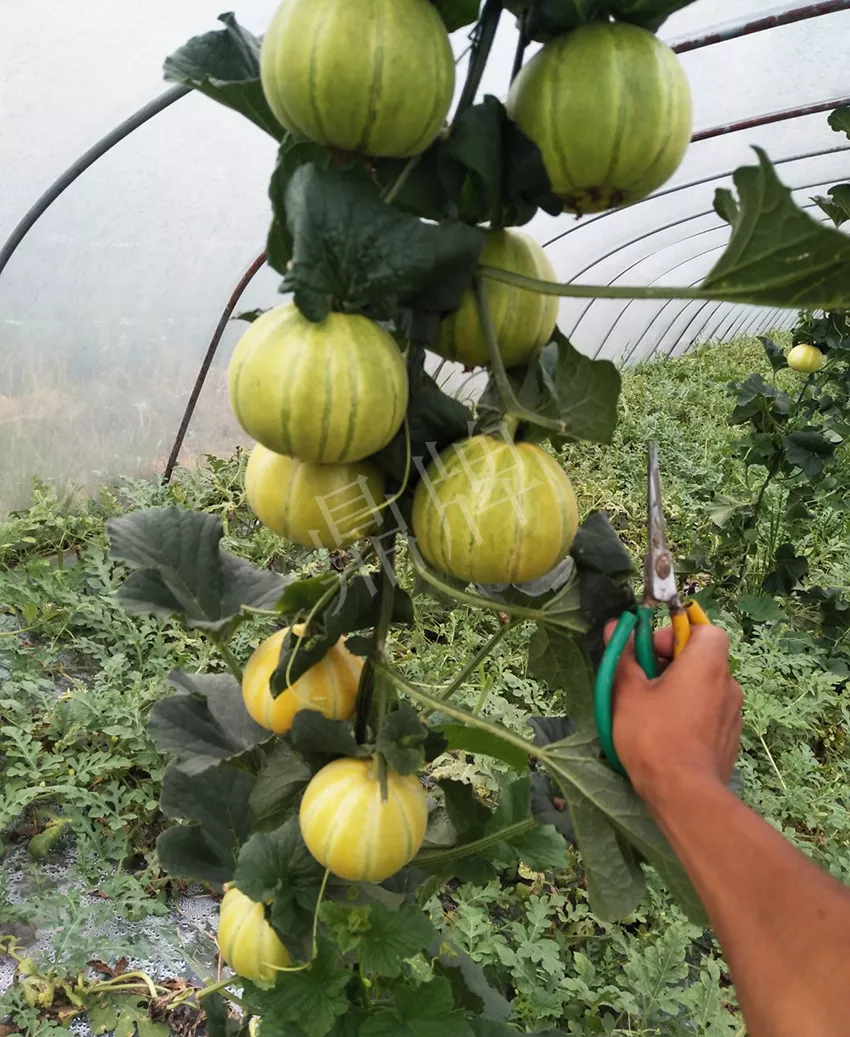 一株坐果15個(gè)，6元1斤，好賣得很