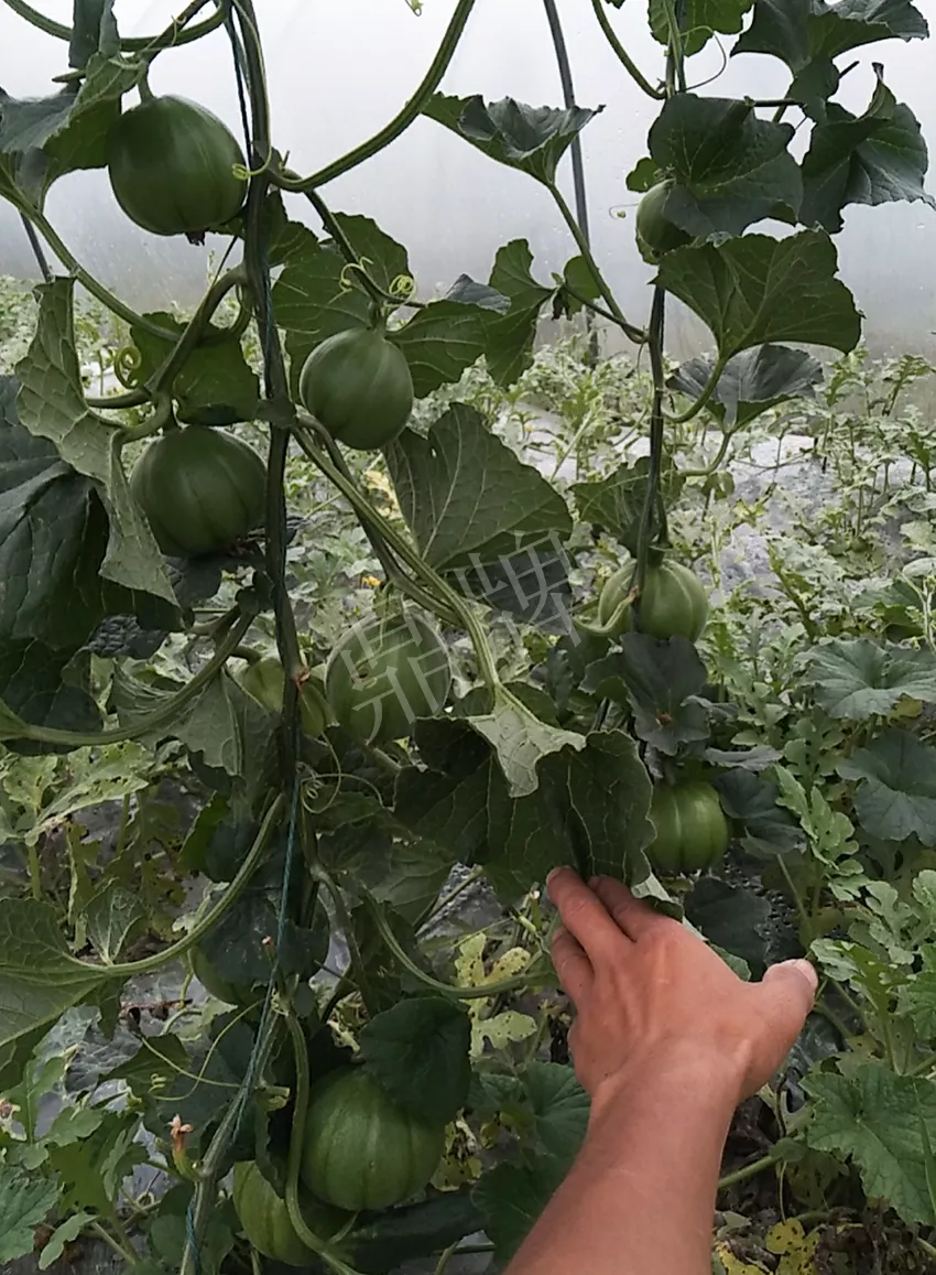 一株坐果15個(gè)，6元1斤，好賣得很