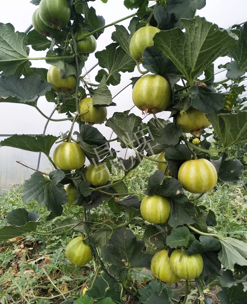 一株坐果15個(gè)，6元1斤，好賣得很