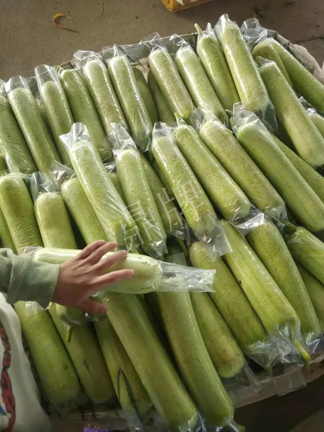 這個絲瓜每畝能掙3萬，沒種植的農(nóng)戶后悔得拍大腿