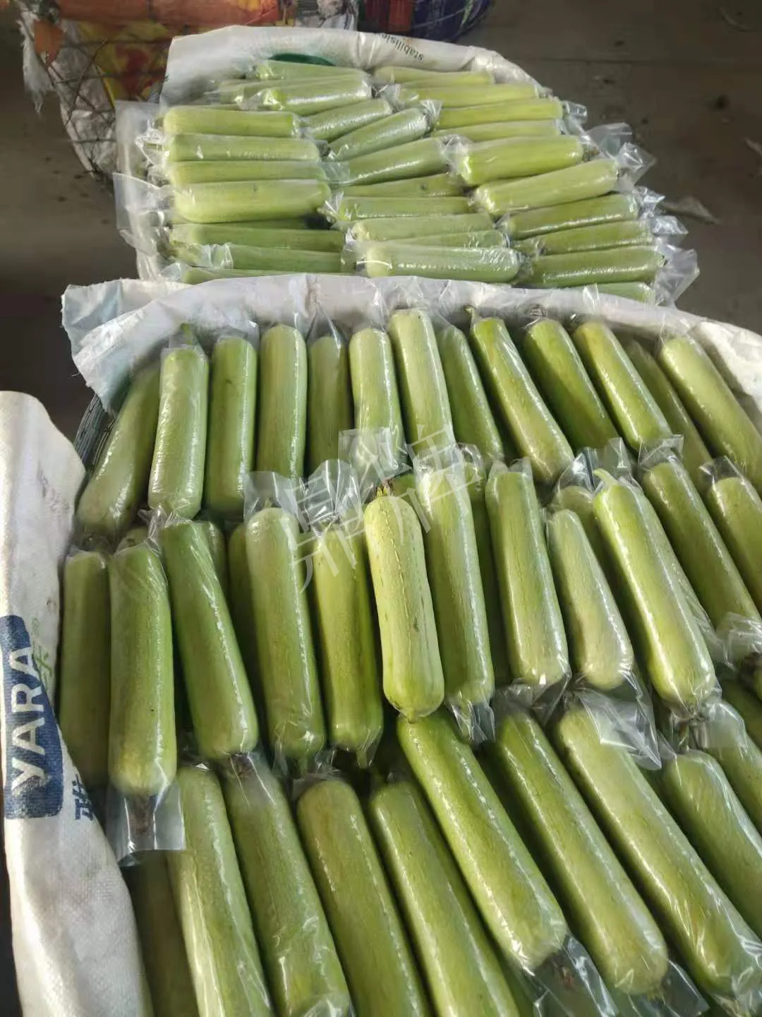 這個絲瓜每畝能掙3萬，沒種植的農(nóng)戶后悔得拍大腿