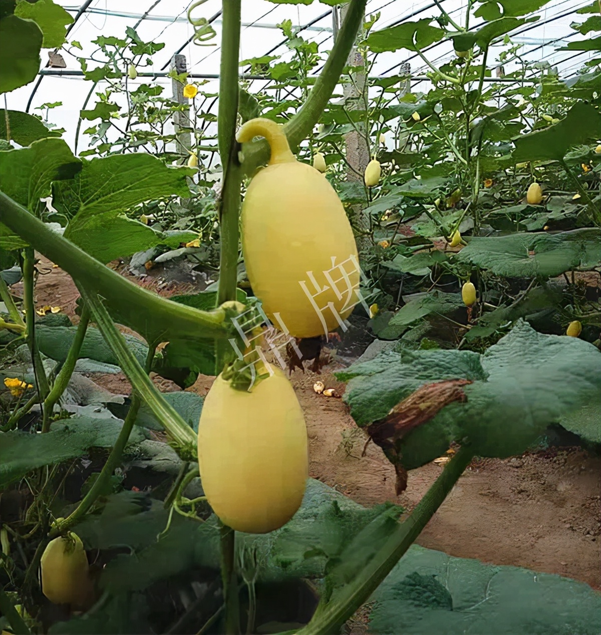 河南3月中旬就上市的“黃金筍瓜”，能買到14元/斤