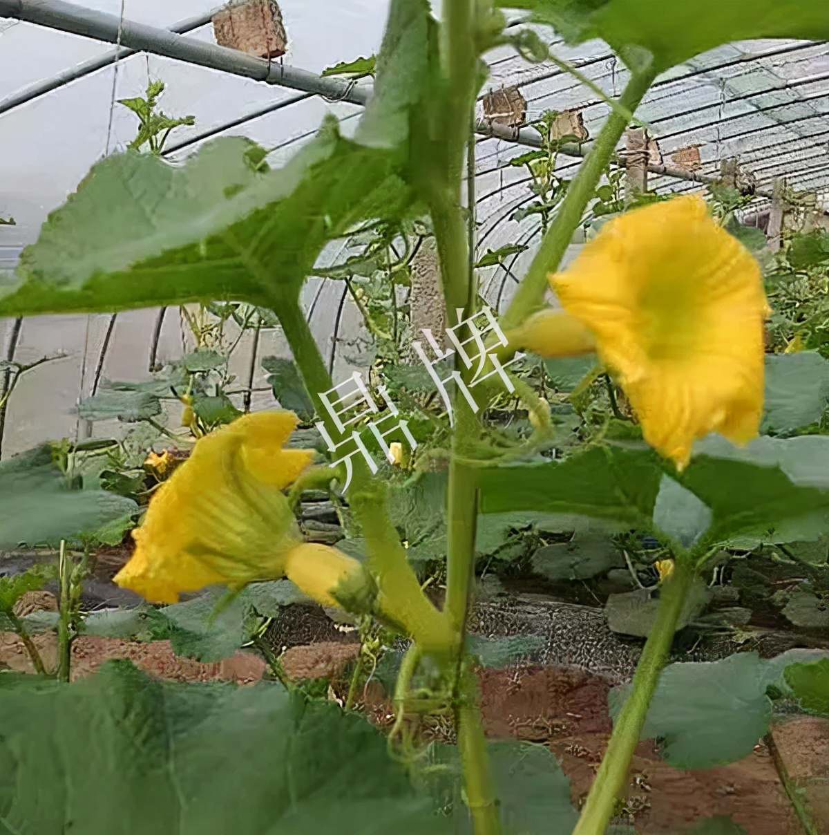 河南3月中旬就上市的“黃金筍瓜”，能買到14元/斤