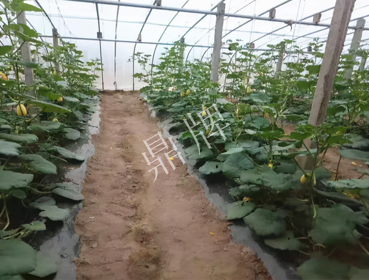 河南3月中旬就上市的“黃金筍瓜”，能買到14元/斤