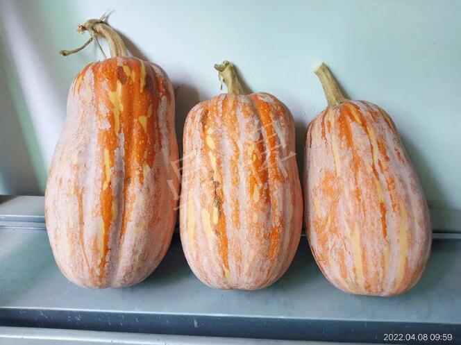 蔬菜種子種植戶客戶點(diǎn)評(píng)-去年的南瓜，放到現(xiàn)在還完好！能賣什么價(jià)？