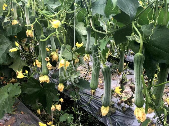 蔬菜種子種植戶客戶點(diǎn)評-這個絲瓜品種，找不到競爭對手……