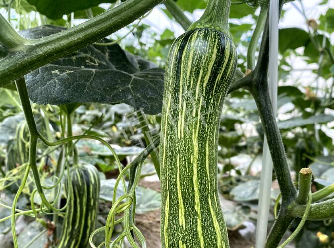 蔬菜種子種植戶客戶點(diǎn)評-打破常規(guī)，我的南瓜賣7元1斤……