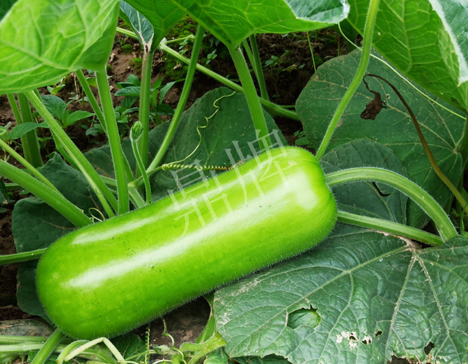 蔬菜種子種植戶客戶點(diǎn)評-牛逼！我露地栽培的瓠瓜，比別人大棚的還早上市！