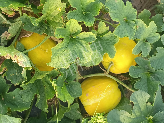 蔬菜種子種植戶客戶點(diǎn)評-種它！種它！高溫季節(jié)就種它！