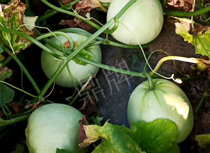 蔬菜種子種植戶客戶點(diǎn)評-種植這個品種，謹(jǐn)防小偷?。?！