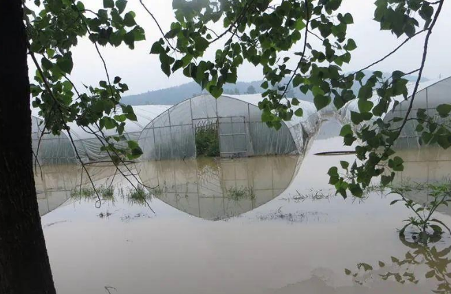 蔬菜種子種植戶客戶點(diǎn)評-可惜了！我的甜瓜被水淹了，還有救嗎？