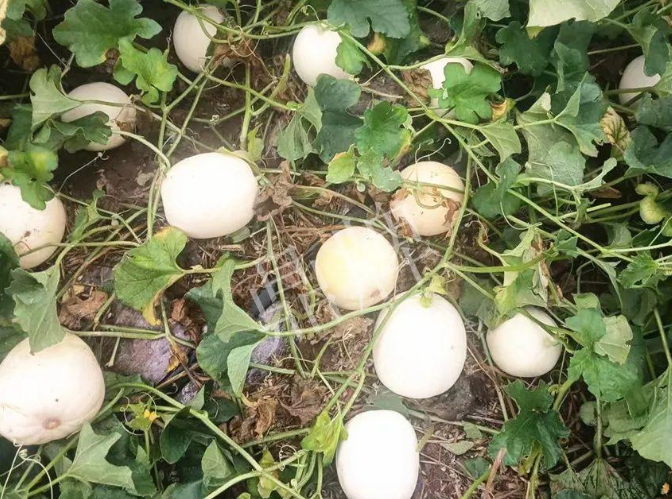 蔬菜種子種植戶客戶點(diǎn)評-什么？這個白皮甜瓜紅得發(fā)紫？