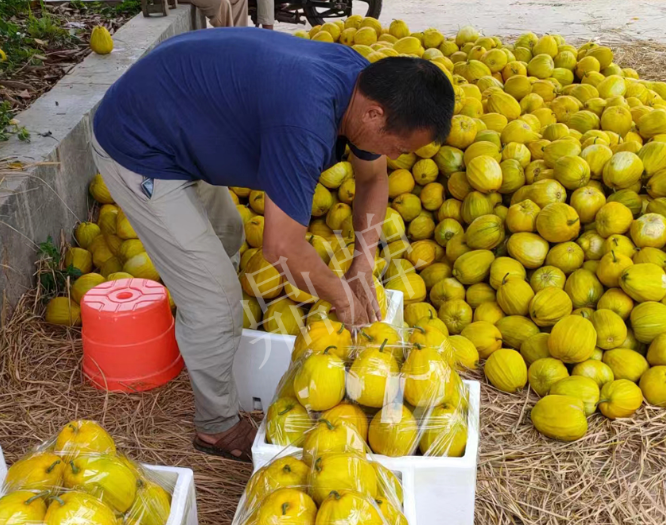 蔬菜種子種植戶客戶點(diǎn)評-這個品種抗性強(qiáng)、口感好，為我的合作社帶來了高收入!