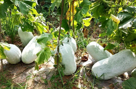 蔬菜種子種植戶客戶點(diǎn)評-驚訝！炎炎烈日下，小孩大聲喊：“大雪球！大雪球……”怎樣一回事？