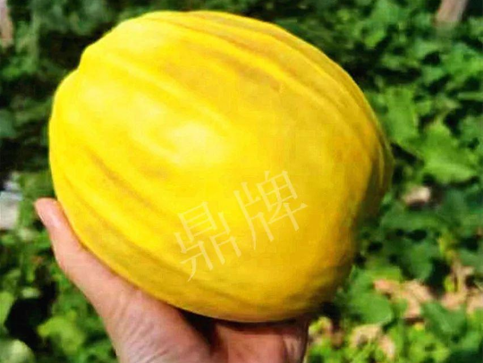 蔬菜種子種植戶客戶點(diǎn)評-我的甜瓜賣20元1市斤，與大家分享…