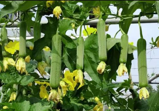 蔬菜種子種植戶客戶點(diǎn)評-每畝收入2萬元！這個(gè)絲瓜品種大受歡迎！