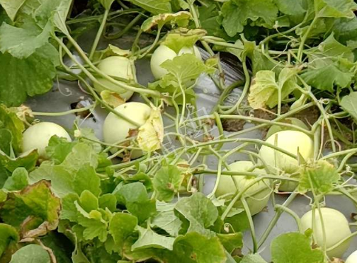 蔬菜種子種植戶客戶點(diǎn)評-種植甜瓜20年，這個(gè)品種讓我更省心！