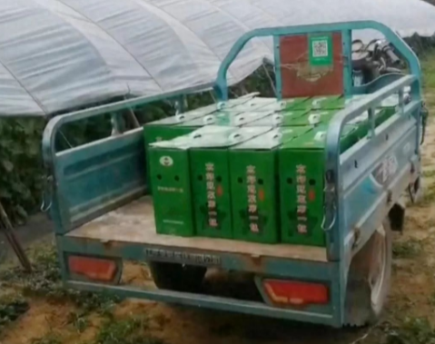 蔬菜種子種植戶客戶點(diǎn)評-很暢銷！團(tuán)購6元一斤，這瓜夠香、夠甜、夠得勁兒！