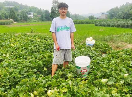 蔬菜種子種植戶客戶點(diǎn)評-甜瓜新品上市，每個(gè)賣9元，很暢銷！