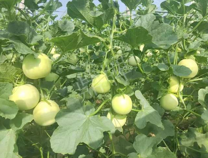 蔬菜種子種植戶客戶點(diǎn)評(píng)-種植這個(gè)新品種，我感到非常滿意！