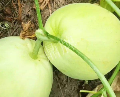 蔬菜種子種植戶客戶點(diǎn)評(píng)-我終于找到滿意的甜瓜品種了！