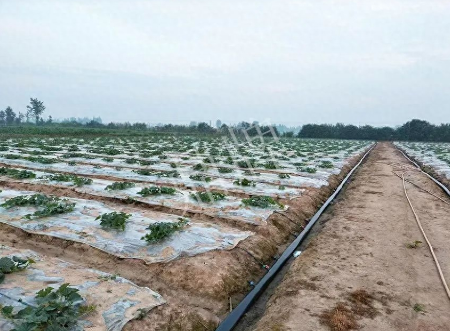 蔬菜種子種植戶客戶點(diǎn)評(píng)-80后大廚回鄉(xiāng)種甜瓜，第一年就賺15萬！