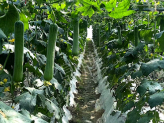 蔬菜種子種植戶客戶點(diǎn)評(píng)-高手在民間，浙江蒼南的絲瓜在下半年至春節(jié)，都有大量上市！