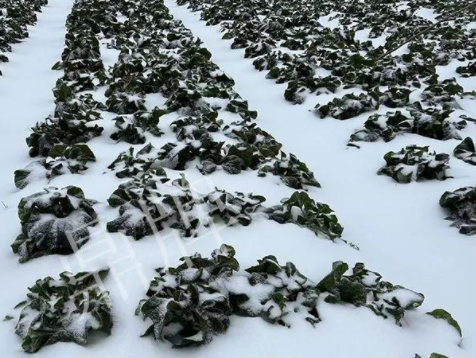 蔬菜種子種植戶客戶點(diǎn)評(píng)-春節(jié)期間，2畝雜交“東漢菜”一批就賣了2萬多元！