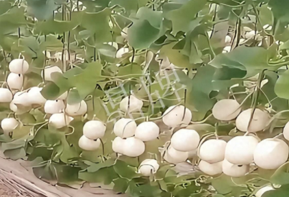 蔬菜種子種植戶客戶點(diǎn)評(píng)-現(xiàn)在的瓜菜價(jià)格不好，但我種植的優(yōu)質(zhì)甜瓜還是有好的收入！