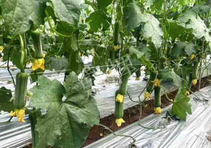 蔬菜種子種植戶客戶點(diǎn)評-這個新品種好不好？？？見證的時候到了！