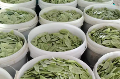 蔬菜種子種植戶客戶點(diǎn)評-時隔20年，我再種這個品種，大家來看看，怎么樣？