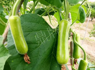 蔬菜種子種植戶客戶點(diǎn)評-科研人員發(fā)誓研究的一個抗高溫品種，您可能需要！