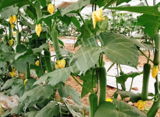 蔬菜種子種植戶客戶點(diǎn)評-一株結(jié)瓜30多個，價錢好，賺了！