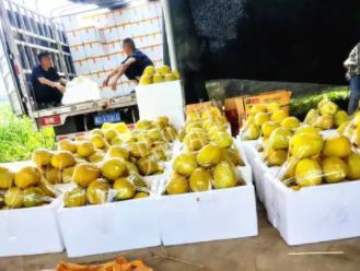 蔬菜種子種植戶客戶點(diǎn)評-這位老板像初戀一樣，獨(dú)愛“金美2號”