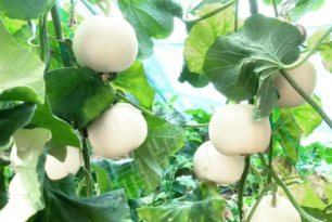 蔬菜種子種植戶客戶點(diǎn)評-丁老板說：種植這個品種，獲得了滿意的收入，確實“爽歪歪”